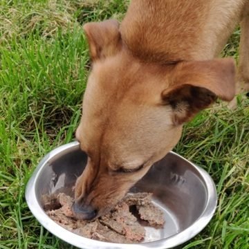 Duck hondenvoer verkooppunt - diepvriesvoer voor honden . extra veel rauw vers vlees